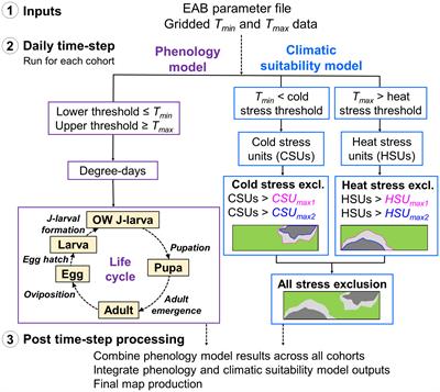 An integrative phenology and climatic suitability model for emerald ash borer